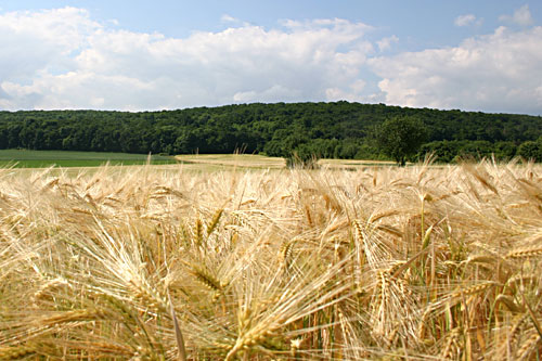 Blick zum Harlie