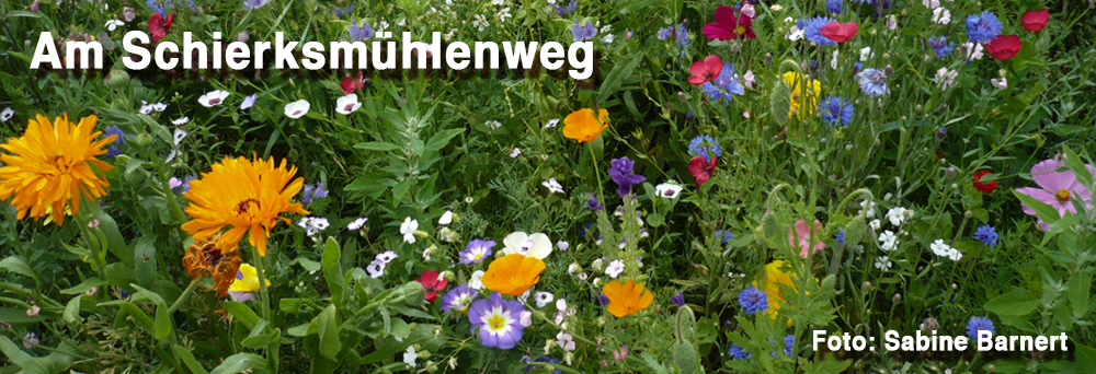 Blumen am Schierksmhlenweg