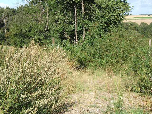Der Einstieg zur Schlucht - zu erkennen ein Nistkasten (aufgehngt vom BBv)
