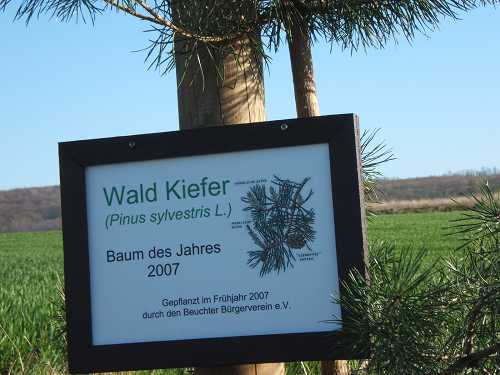 Baum des Jahres 2007 pinus sylvestris in der Beuchter Schlucht