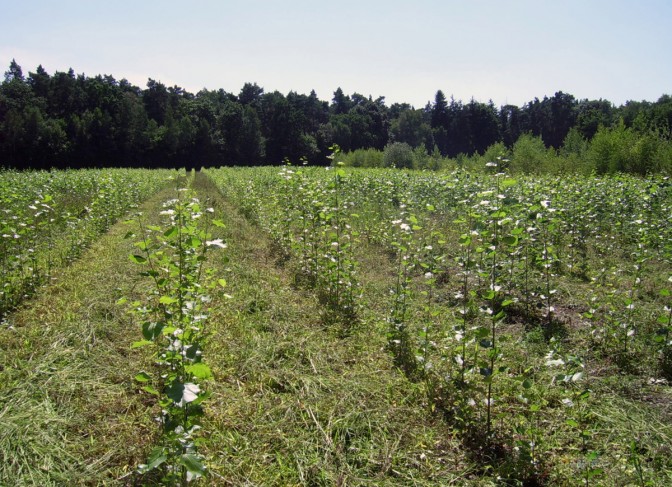 4-monatige Pappeln in einer KUP-Plantage in Beuchte